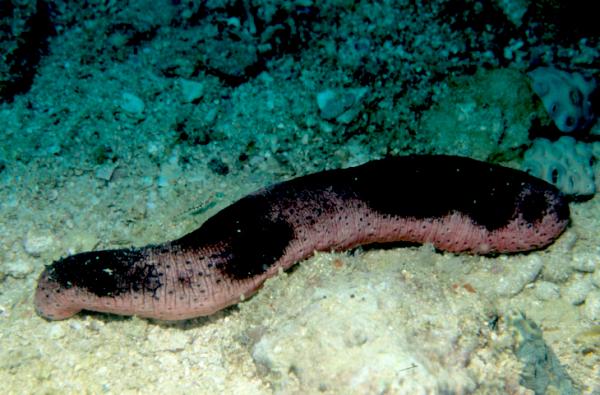 Image of <i>Holothuria (Halodeima) edulis </i>