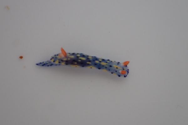 Image of <i>Hypselodoris infucata</i> from the Dampier Archipelago, WA