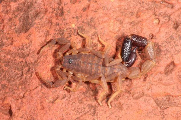 live scorpion