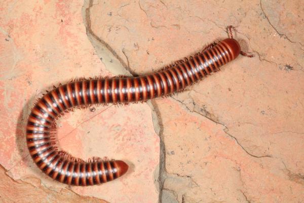 live millipede