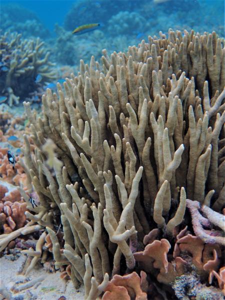 Image of <i>Montipora digitata</i> in situ 