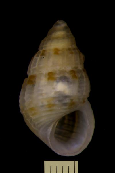 Image of <i>Haurakia novarensis</i> from Bonaparte Archipelago, WA