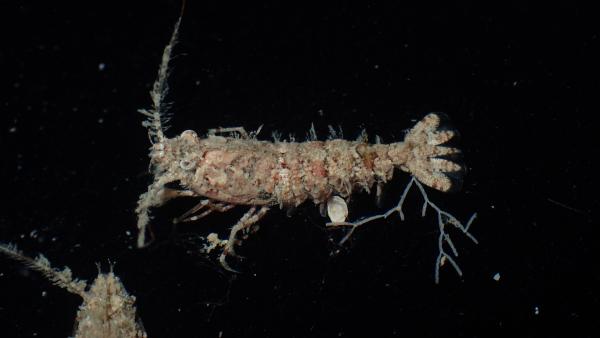 Photo of <i>Sicyonia ocellata</i> collected by dredge in the Dampier Archipelago