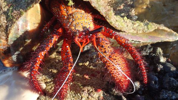 Photo of <i>Dardanus megistos</i> on reef flat