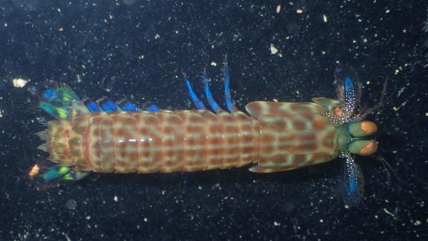 Photo of dorsal view of <i>Gonodactylaceus graphurus</i> showing the transverse grooves on posterior segments.