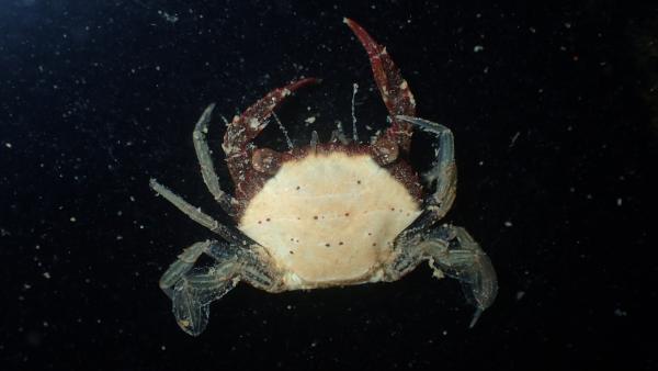 Photo of an adult male <i>Charybdis natator</i> collected from the Dampier Archipelago