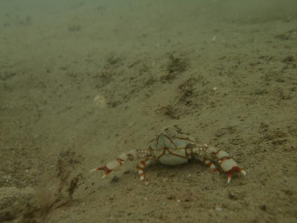 Photo of <i>Coleusia magna</i> on sandy substrate