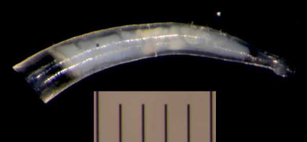 Image of <i>Parastrophia queenslandica</i> from Montebello Islands, WA