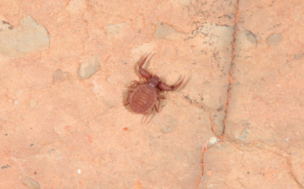 live pseudoscorpion