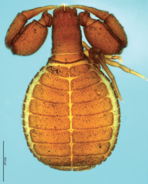 pseudoscorpion