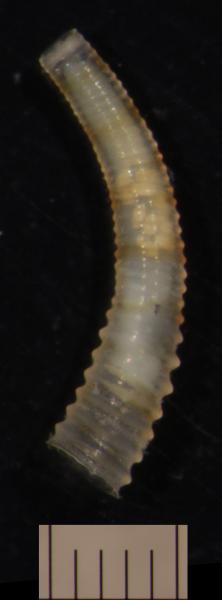 Image of <i>Caecum sepimentum</i> from Montebello Islands, WA