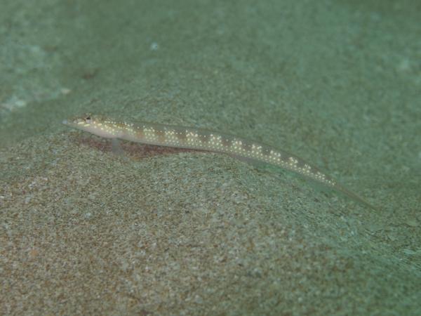 Photo of a Spotted Sand Diver photographed at Delambre Island in the Dampier Archipelago (Photo Credit: Glenn Moore)