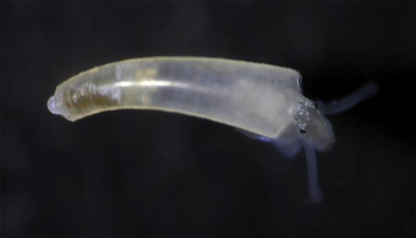 Image of <i>Caecum</i> cf. <i>virginiae</i> from Montebello Islands, WA