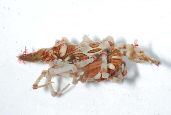 Image of <i>Xenocarcinus tuberculatus</i>