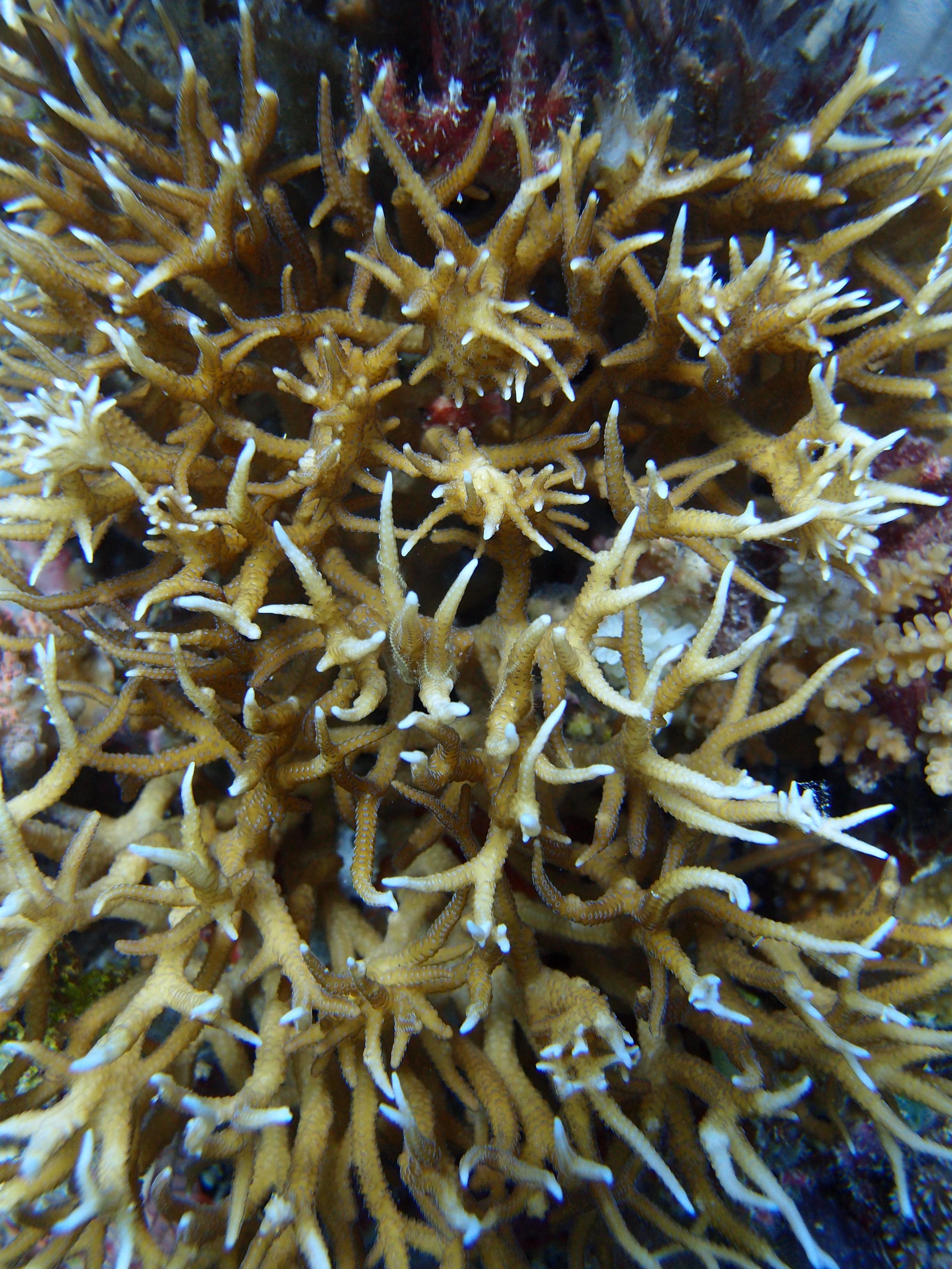 Seriatopora Hystrix Wa Museum Collections