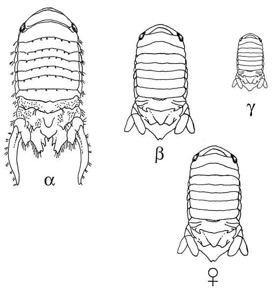 Diagram of major features of male and female isopods