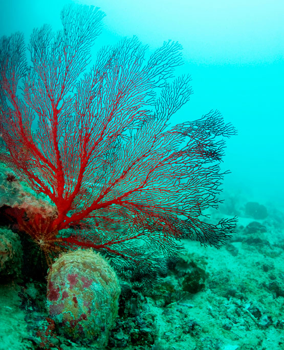 Reef image from Albert Reef - Station 79