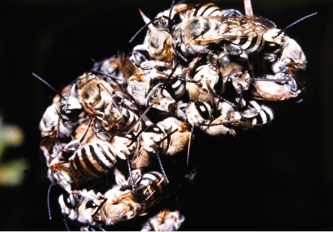 A cluster of male bees latched to a stem