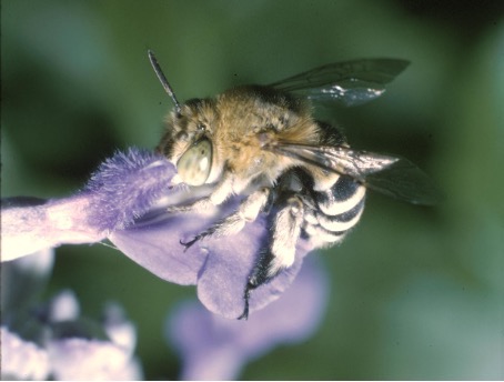 Image of a bee with a blue striped abdomen taking pollen from a flower.
