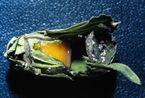 An opened leaf-cutter brood cell, exposing yellow pollen and egg