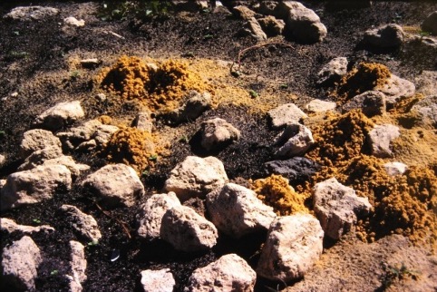 Multiple yellow nest entrances of the burrowing bee, surrounded by rocks