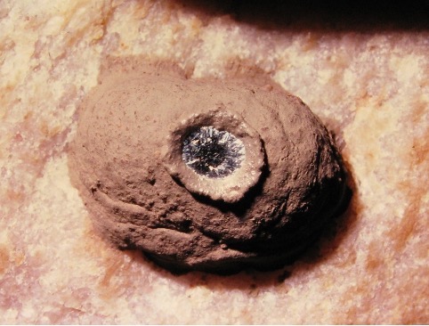 The round, brown and muddy entrance of a vacated wasps' nest