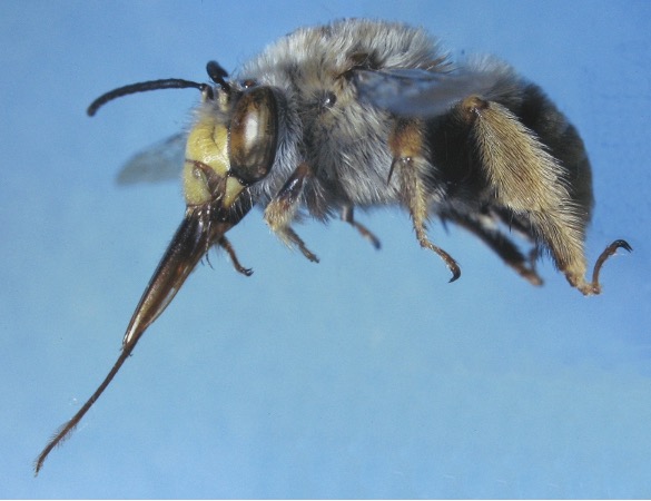 Image of a flying bee with a long tongue, designed to enable nectar extraction  