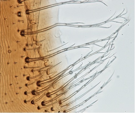 Microscopic image of wispy hairs from a bee's abdomen 
