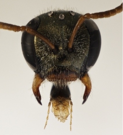 Mounted image of a short-tongued bee