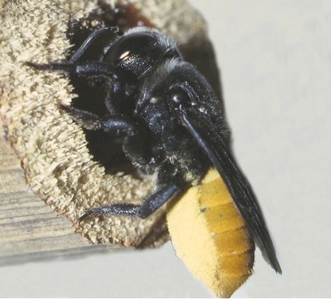 A female bee with a heavy load of cream pollen under her abdomen 