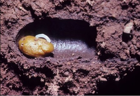 Image of a completed brood cell egg of the soil-nesting bee