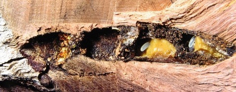 Bee's nest constructed in an abandoned wood cavity, shows two brood cells