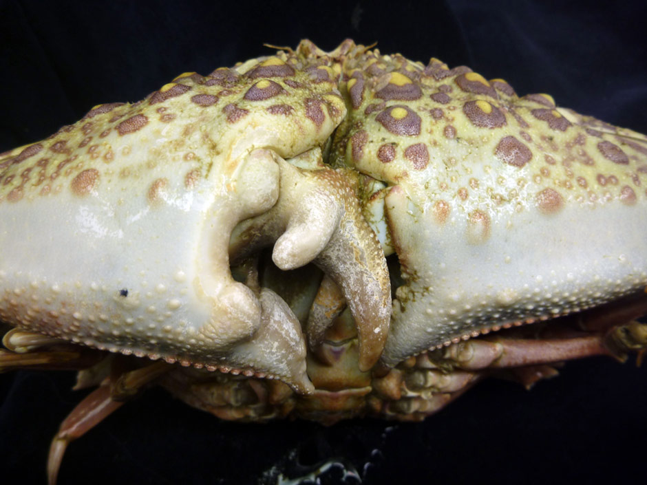 Japanese Shame-Faced Crab