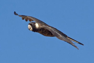 Image of a female Carnaby's Cockatoo feeding