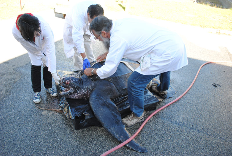 Measuring the carapace length of a large sea turtle