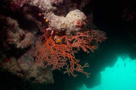 Reef image from Mavis Reef - Station 79