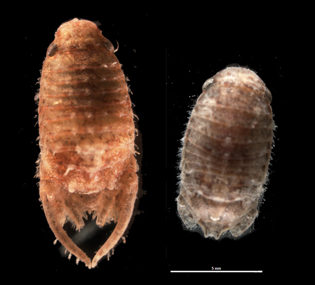 A male and female isopod shown next to one another