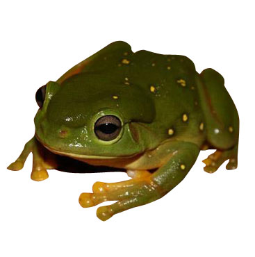 Splendid Tree Frog