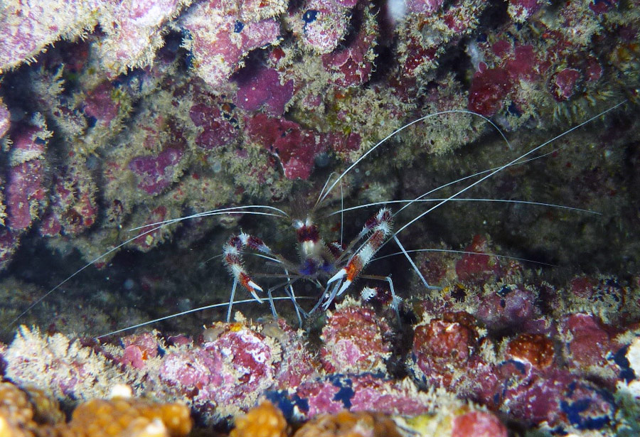 The Banded Boxer Shrimp hiding in a coral reef