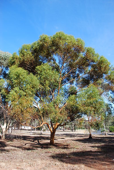 A Eucalyptus Tree
