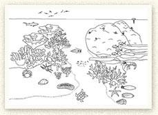 Coral Reef colouring in activity