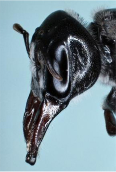 Close up view of the male megamouth bee showing the large jaws