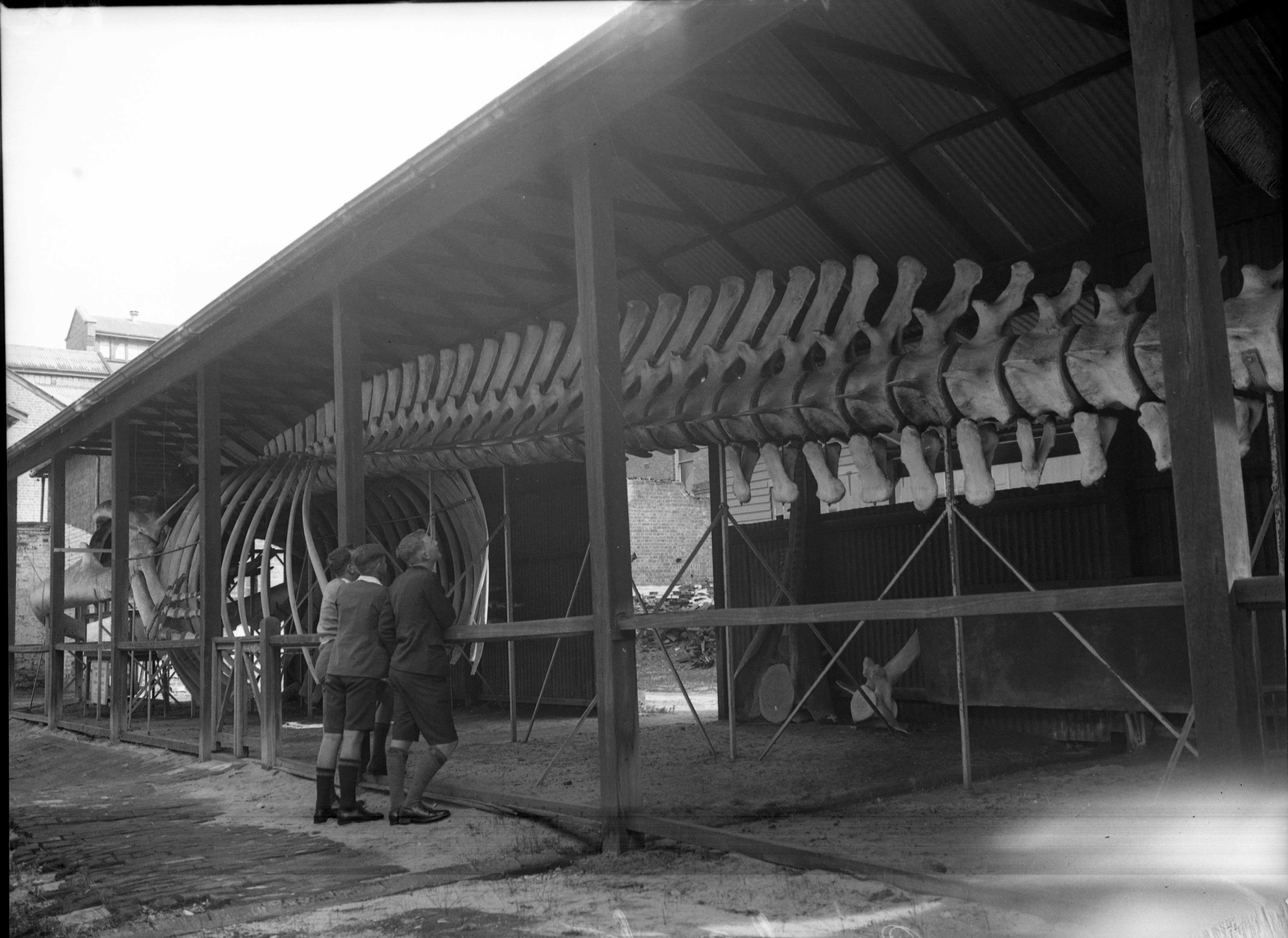 A black and white photo of a giant whale in a shed, three boys look on.