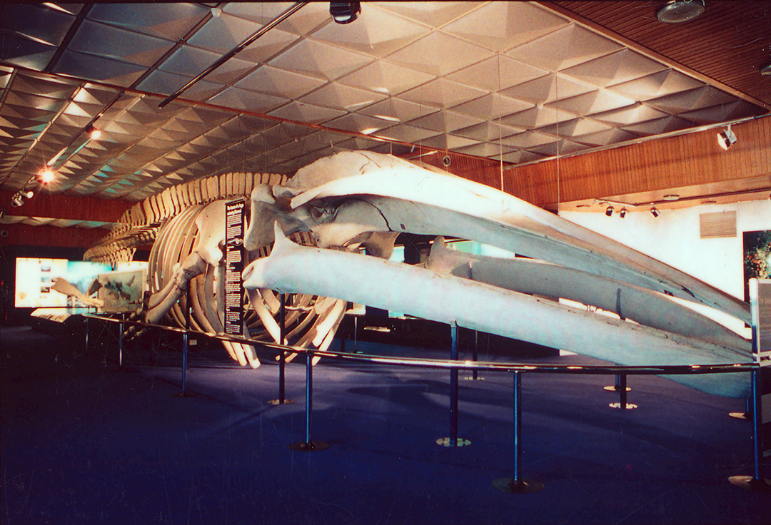 A large blue whale sits in a 1970s style room with blue carpet.