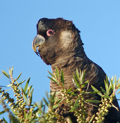 Baudin's Cockatoo (female) at nest site
