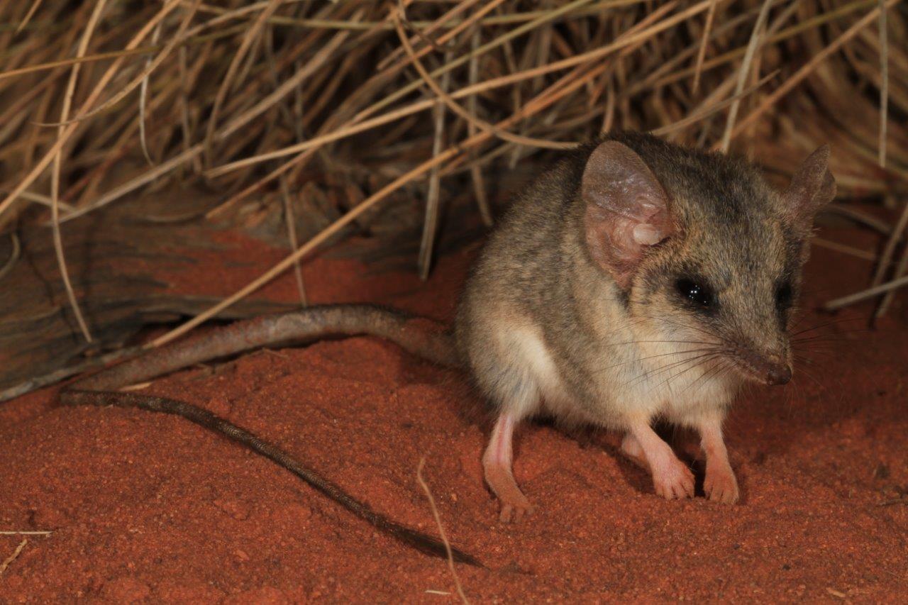 Long-tail dunnart (Sminthopsis longicaudata). Photo copyright Ryan Ellis.