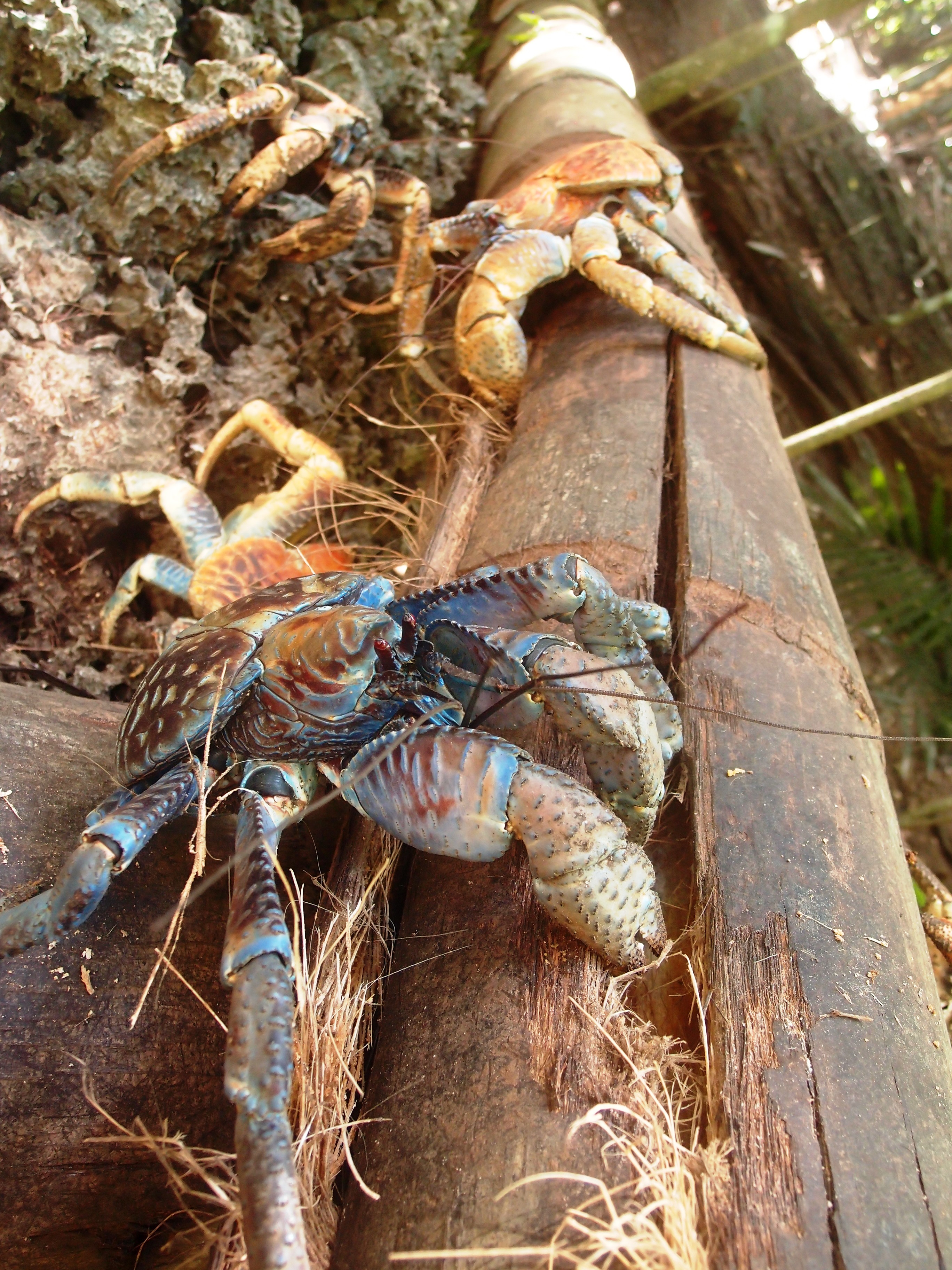Coconut crabs caught in action.