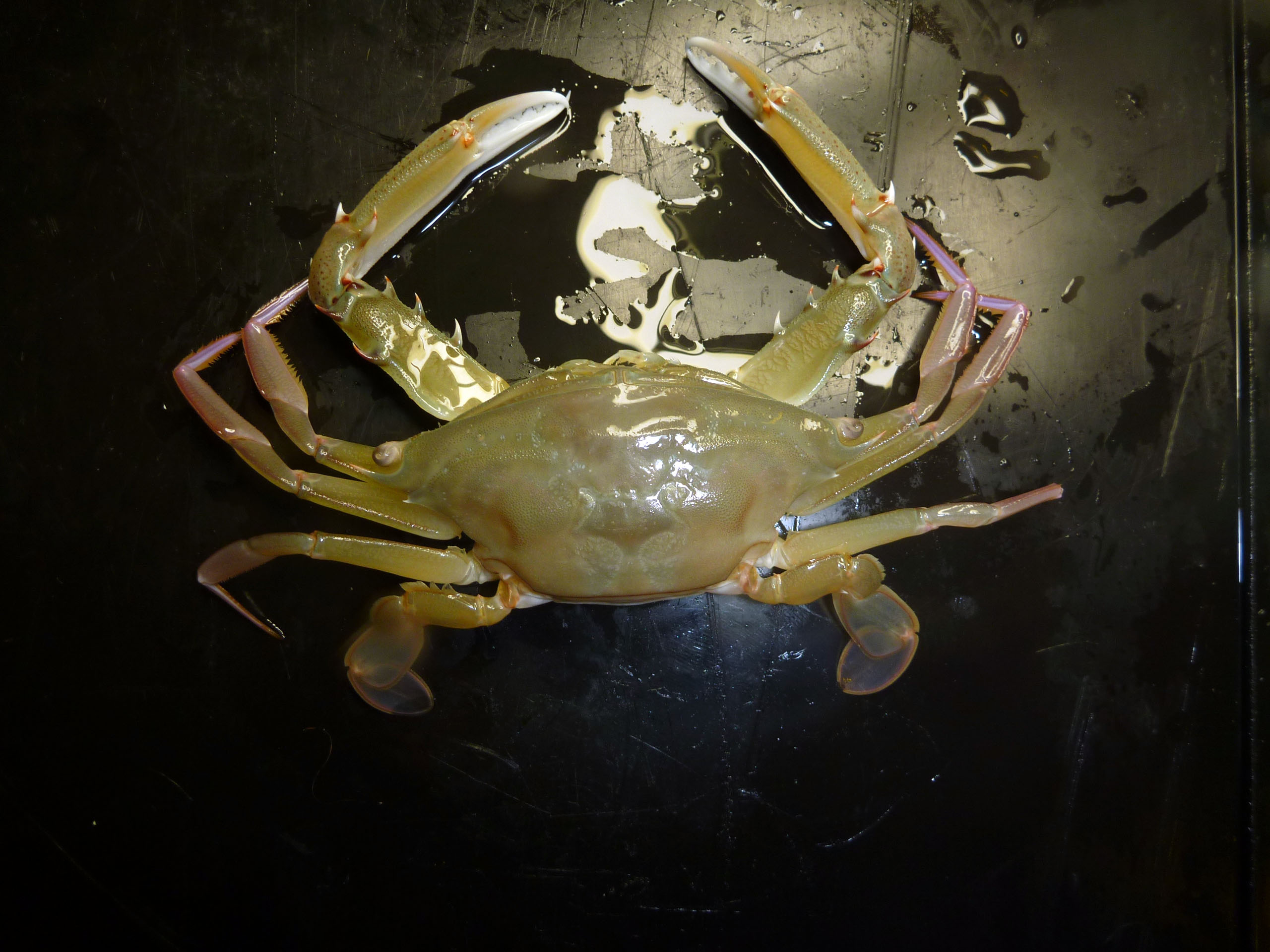 A female long-eyed swimmer crab.