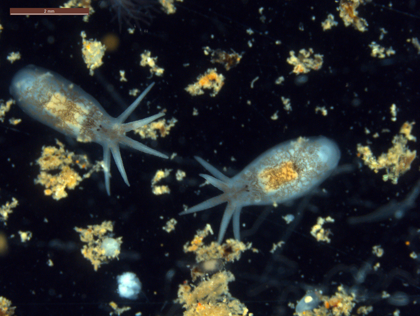 Two live individuals of Temnosewellia minor