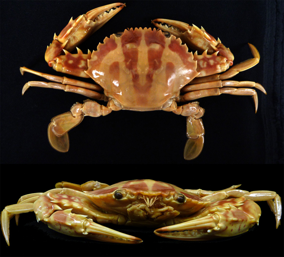 The crucifix crab Charybdis feriatus shown from on top and face-on